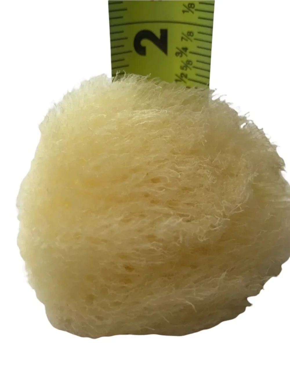 Baudelaire Silk Sea Sponge, New, Small, One Sponge